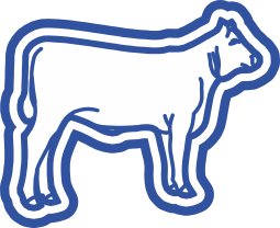 Heifer Steer